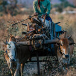 A local farmer collects wood using a cattle-driven cart, after a day in the fields in one of the buffer zones of India's Tadoba-Andhari Tiger Reserve (image by Virginia Wilde)