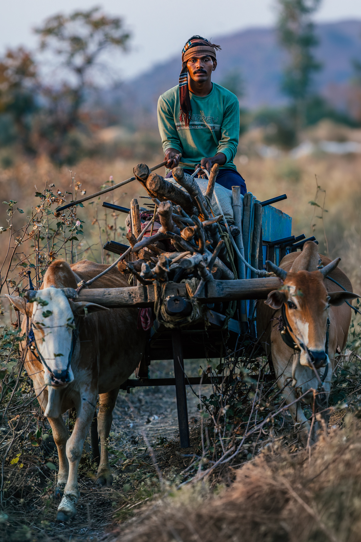 A local farmer collects wood using a cattle-driven cart, after a day in the fields in one of the buffer zones of India's Tadoba-Andhari Tiger Reserve (image by Virginia Wilde)
