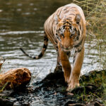 Young female Tiger 'Kajri' emerges from the river after bathing for ten minutes to avoid India's afternoon heat (image by Virginia Wilde)