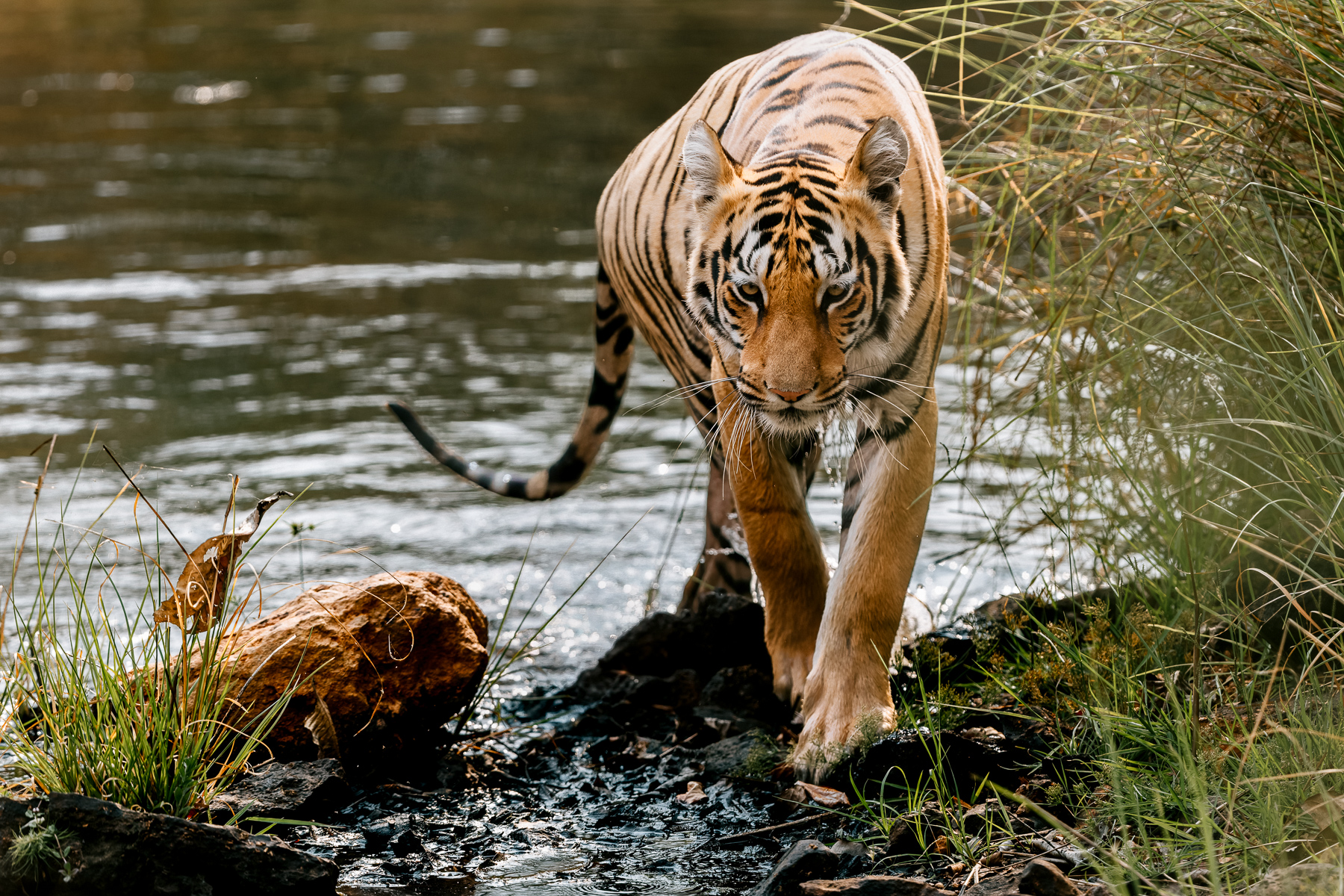 Young female Tiger 'Kajri' emerges from the river after bathing for ten minutes to avoid India's afternoon heat (image by Virginia Wilde)