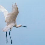 A flying Eurasian Spoonbill takes off during a particularly misty morning on India's Chambal Rover, rendering a painterly look to the sky (image by Virginia Wilde)