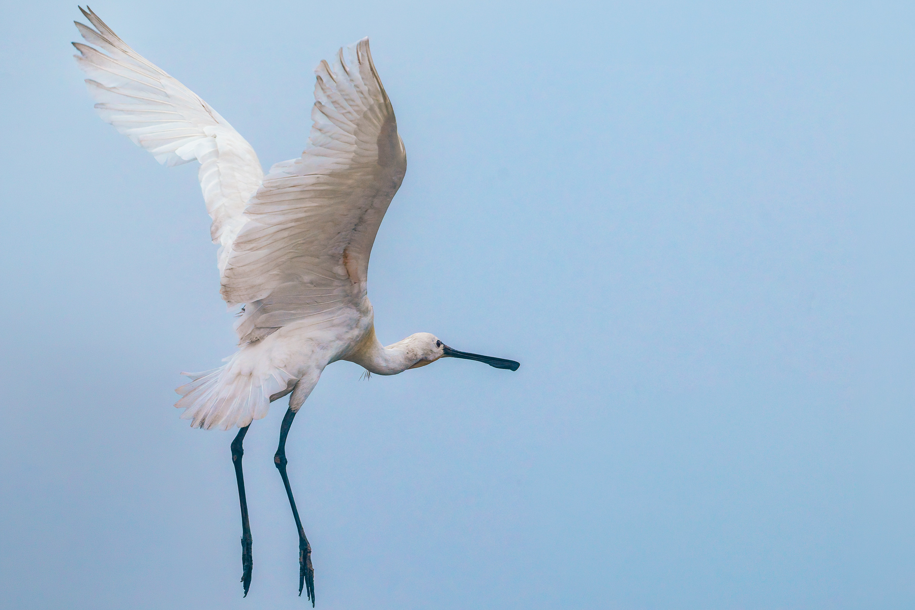 A flying Eurasian Spoonbill takes off during a particularly misty morning on India's Chambal Rover, rendering a painterly look to the sky (image by Virginia Wilde)
