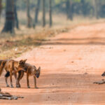 Indian Wild Dogs - or 'Dholes' - are a real treat to see. There are fewer than 2,500 individuals left, globally, with India representing the last remaining stronghold. Dholes are highly social animals, living in packs of 5-12 members (image by Virginia Wilde)