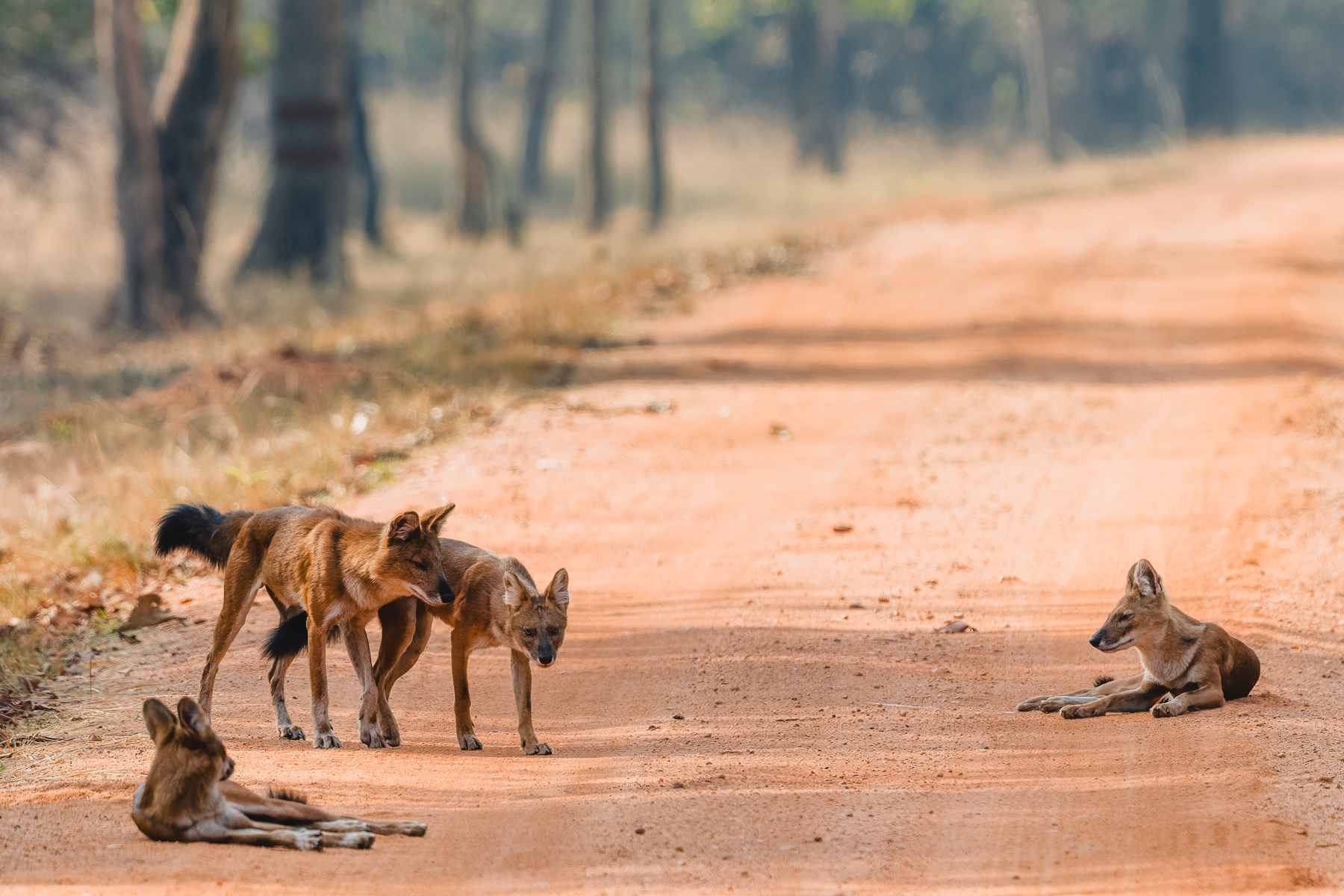 Indian Wild Dogs - or 'Dholes' - are a real treat to see. There are fewer than 2,500 individuals left, globally, with India representing the last remaining stronghold. Dholes are highly social animals, living in packs of 5-12 members (image by Virginia Wilde)