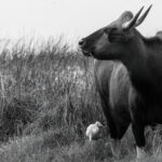 Black-and-white portrait of a Gaur - the world's largest wild cattle species. The Gaur, or Indian Bison, can weigh up to 2,200 lbs with males standing over 6ft tall at the shoulder (image by Virginia Wilde)