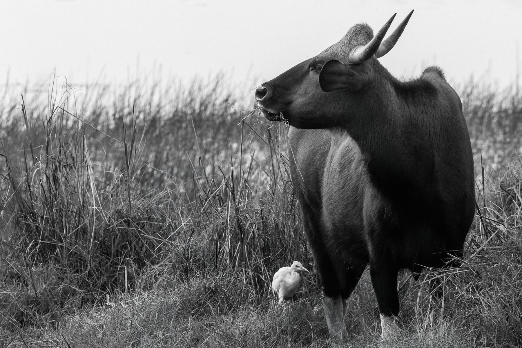 Black-and-white portrait of a Gaur - the world's largest wild cattle species. The Gaur, or Indian Bison, can weigh up to 2,200 lbs with males standing over 6ft tall at the shoulder (image by Virginia Wilde)
