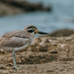 A Great Stone Curlew - also known as a Great Thick-knee - wanders along the banks of India's Chambal River. Mostly nocturnal, the Great Stone Curlew's eyes reflect its mostly nocturnal existence (image by Virginia Wilde)