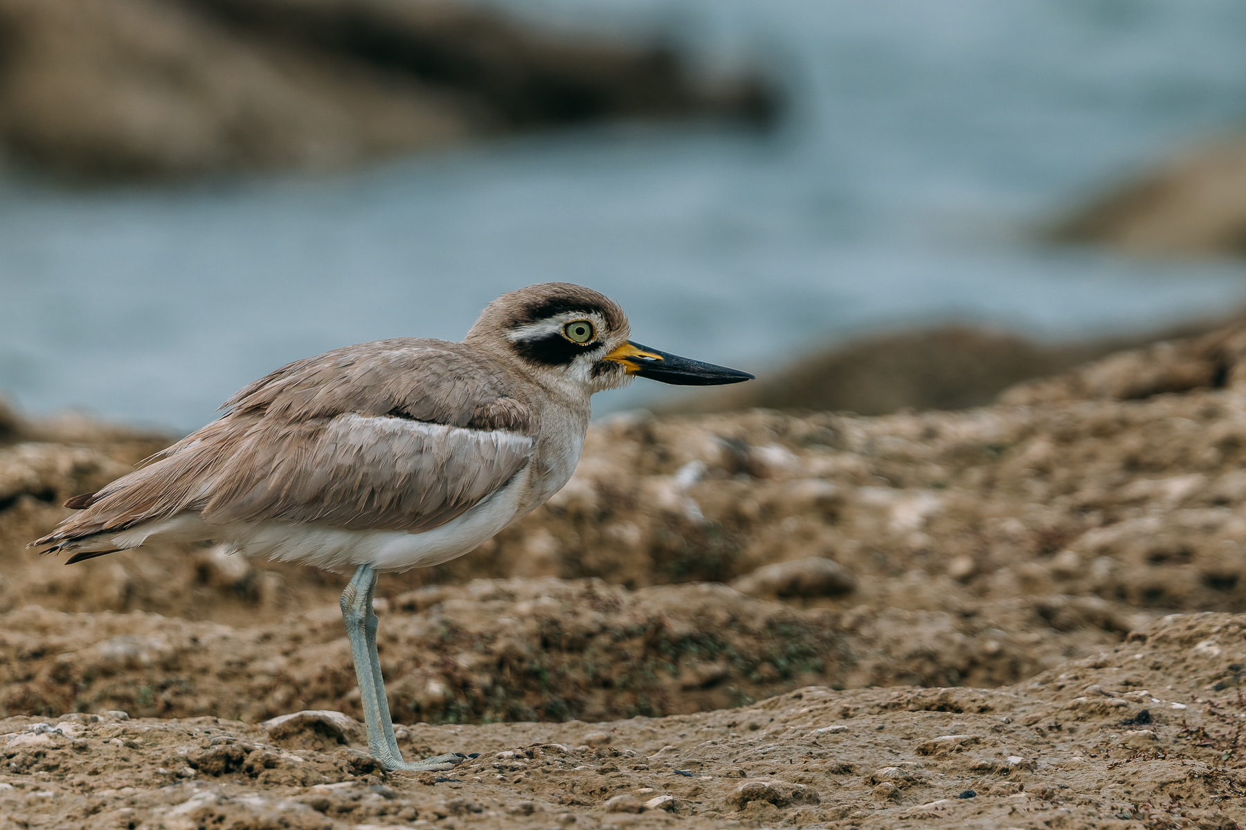A Great Stone Curlew - also known as a Great Thick-knee - wanders along the banks of India's Chambal River. Mostly nocturnal, the Great Stone Curlew's eyes reflect its mostly nocturnal existence (image by Virginia Wilde)