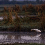 A beautifully misty and moody morning in the Tadoba-Andhari Tiger Reserve, as a Great Egret hunts in a pool (image by Virginia Wilde)