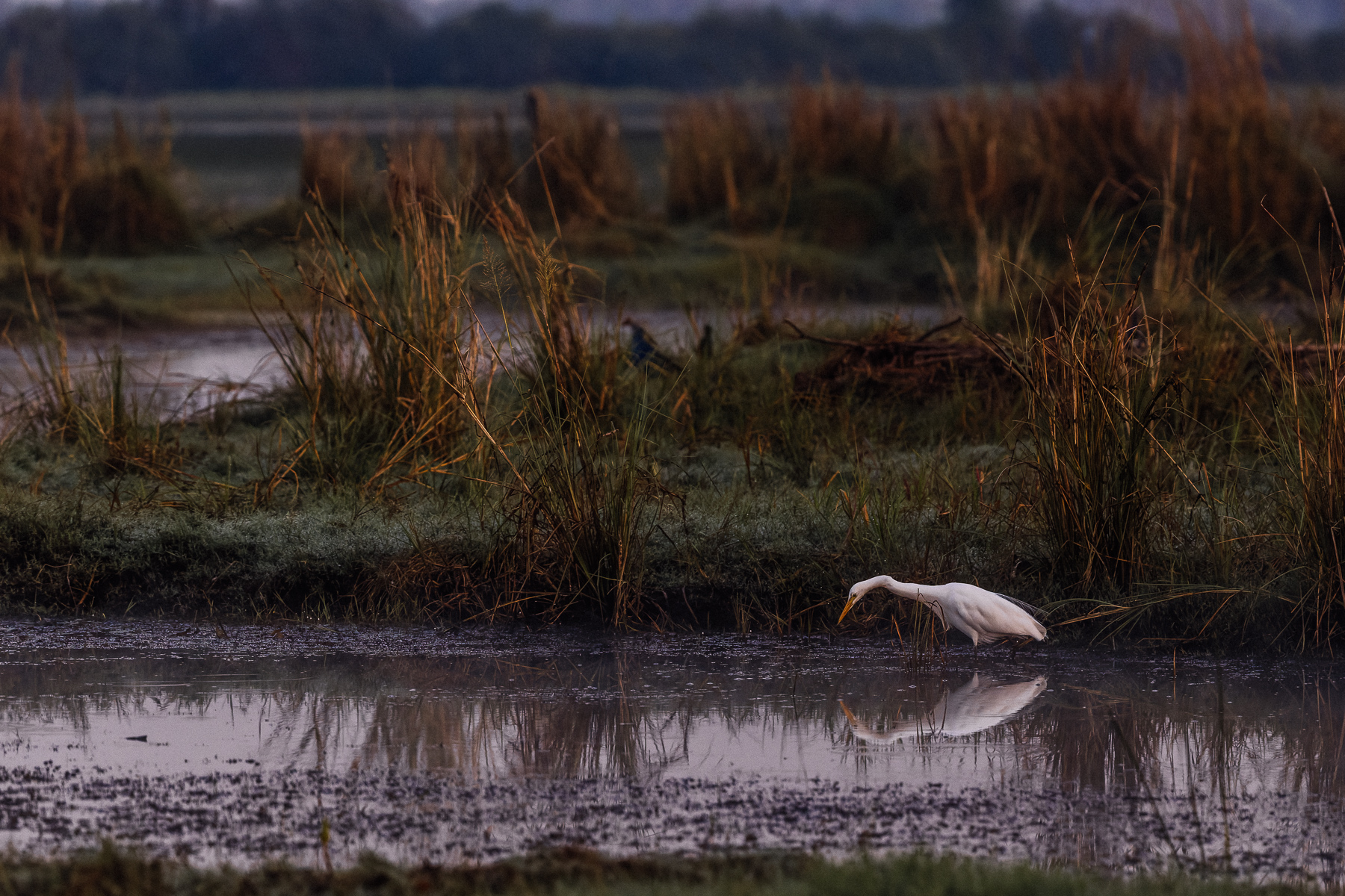 A beautifully misty and moody morning in the Tadoba-Andhari Tiger Reserve, as a Great Egret hunts in a pool (image by Virginia Wilde)