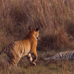 A Bengal tiger sub-adult female rushes to greet her brother in the marshland of Khutwanda core zone, Tadoba National Park (image by Virginia Wilde)