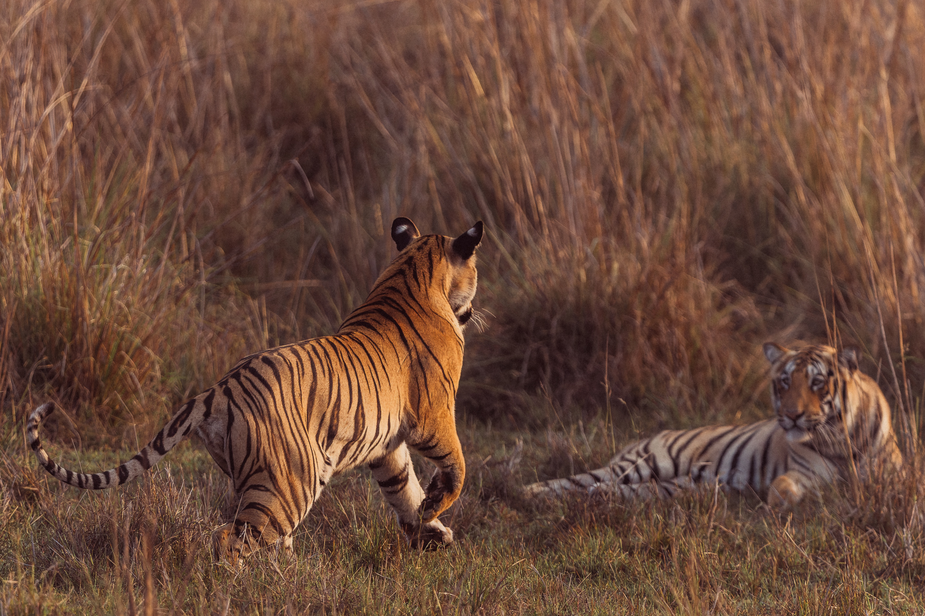 A Bengal tiger sub-adult female rushes to greet her brother in the marshland of Khutwanda core zone, Tadoba National Park (image by Virginia Wilde)