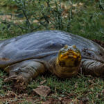 Indian Softshell Turtles have flexible leathery shells, rather than hard scaly ones. Their distinctive snorkel-like snout enables them to remain submerged, while breathing at the surface (image by Virginia Wilde)