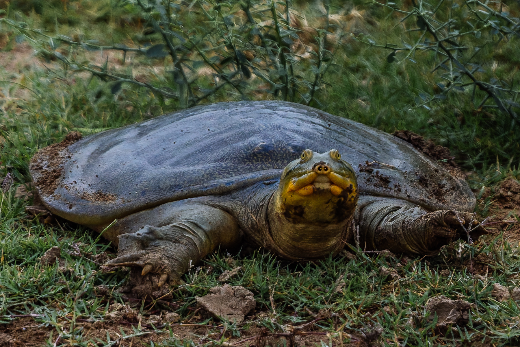 Indian Softshell Turtles have flexible leathery shells, rather than hard scaly ones. Their distinctive snorkel-like snout enables them to remain submerged, while breathing at the surface (image by Virginia Wilde)
