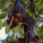 'Just hanging around on an evening, you know, hanging out with myself.' Indian Flying Foxes (also known as the Greater Indian Fruit Bat) live up to 20 years in the wild, with lifespans only shortened by snake and raptor predation and human conflict (image by Virginia Wilde)