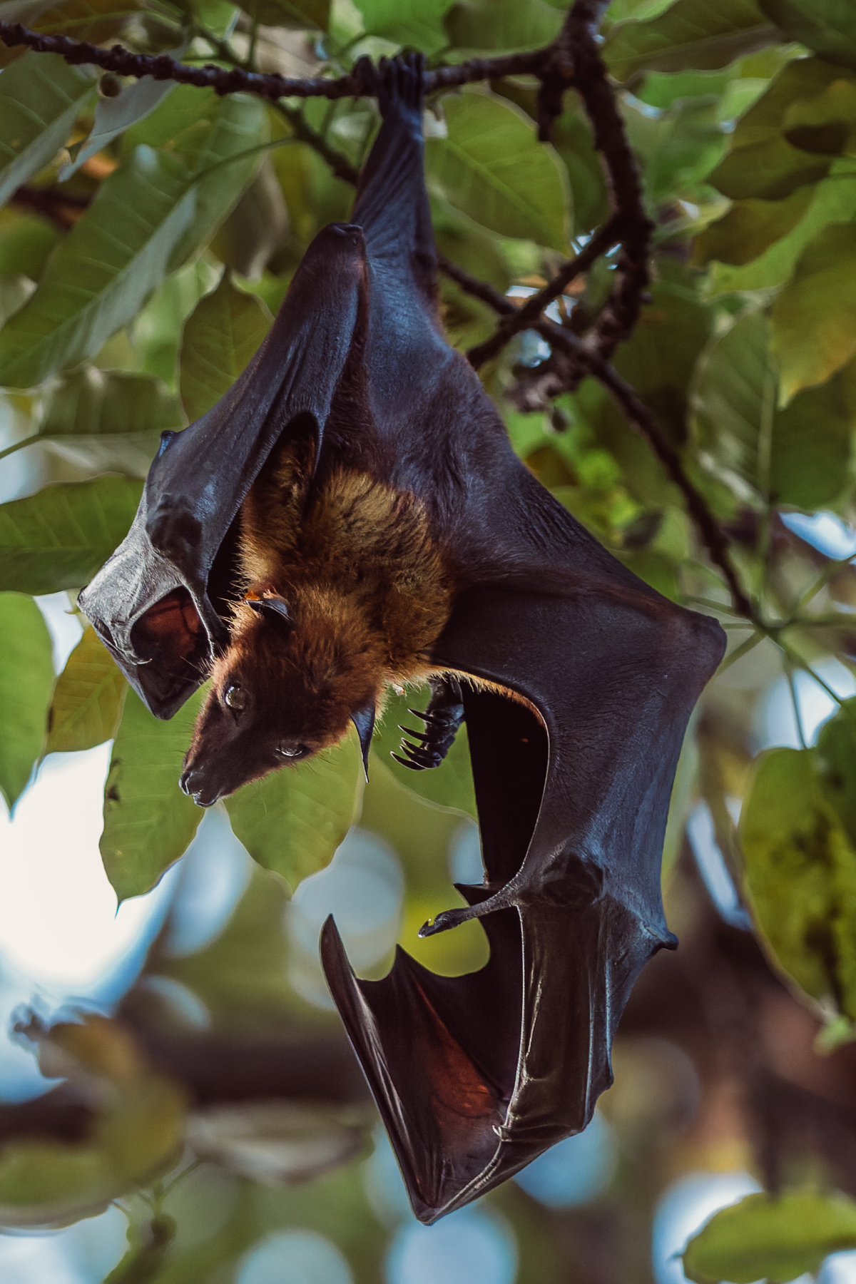 'Just hanging around on an evening, you know, hanging out with myself.' Indian Flying Foxes (also known as the Greater Indian Fruit Bat) live up to 20 years in the wild, with lifespans only shortened by snake and raptor predation and human conflict (image by Virginia Wilde)