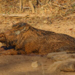 It's surprisingly entertaining, watching a Wild Boar roll in mud. Many of us have rarely seen an animal enjoy itself as much as this fella, on a hot afternoon, after finding the mud bath of his dreams (image by Virginia Wilde)