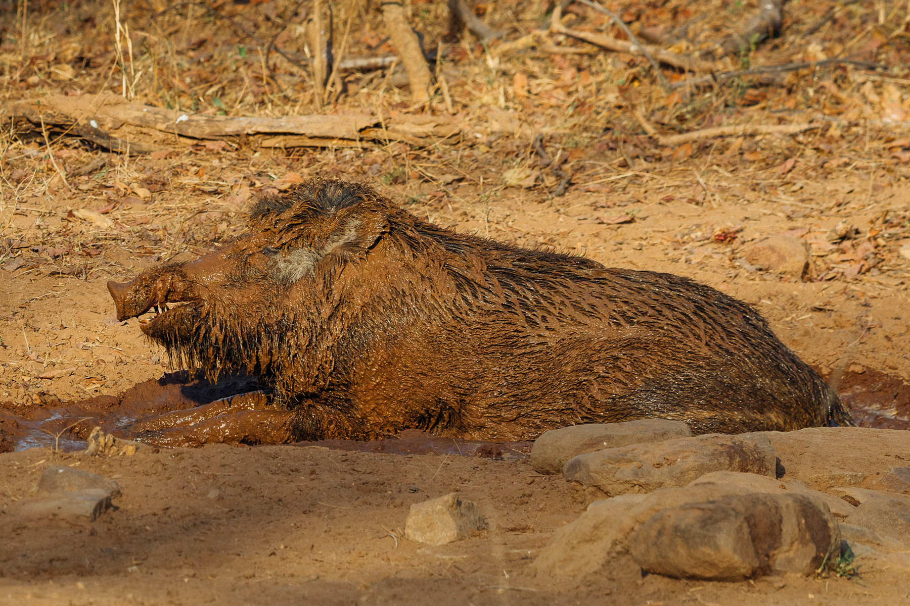 It's surprisingly entertaining, watching a Wild Boar roll in mud. Many of us have rarely seen an animal enjoy itself as much as this fella, on a hot afternoon, after finding the mud bath of his dreams (image by Virginia Wilde)
