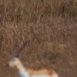 'Who's afraid of the Big Bad Wolf?' This young Blackbuck Antelope, definitely. This image almost appears as an optical illusion. The soft-focus form of the foreground deer, contrasting with the sharper form of the wolf behind is the result of photographing with a 600mm telephoto lens (image by Virginia Wilde)