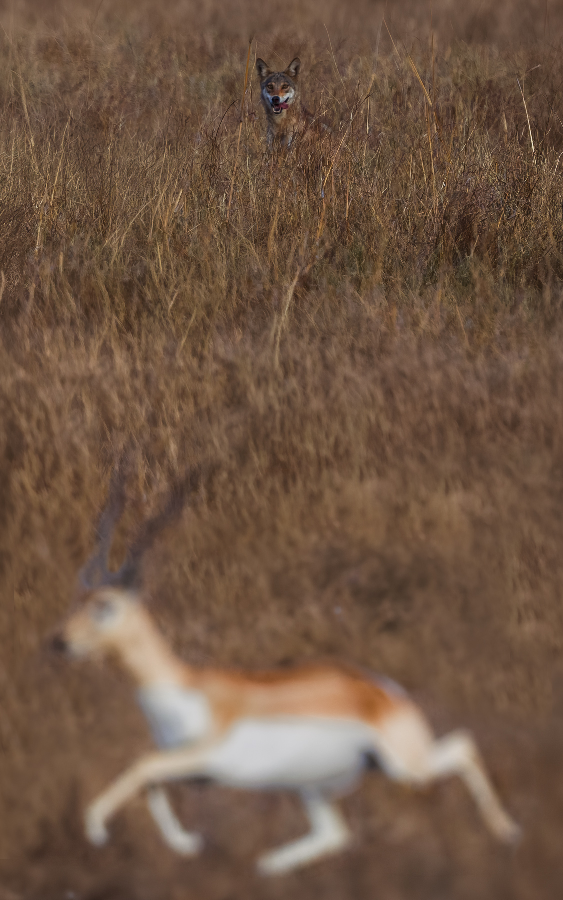 'Who's afraid of the Big Bad Wolf?' This young Blackbuck Antelope, definitely. This image almost appears as an optical illusion. The soft-focus form of the foreground deer, contrasting with the sharper form of the wolf behind is the result of photographing with a 600mm telephoto lens (image by Virginia Wilde)