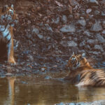 Bengal Tiger mum 'Collarwali' and her female cub relax in the shade by a muddy pool after daytime temperatures in India's Tadoba National Park reached 42 degree C (image by Virginia Wilde)