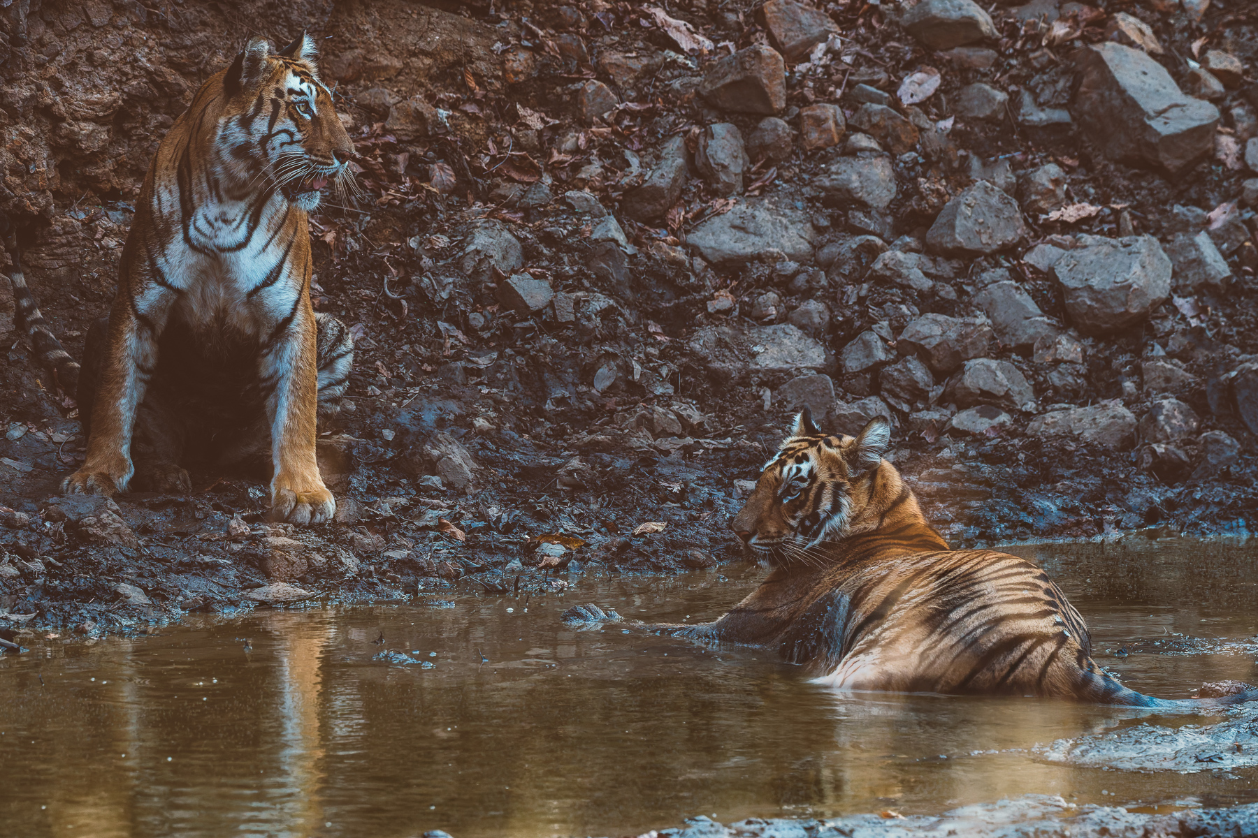 Bengal Tiger mum 'Collarwali' and her female cub relax in the shade by a muddy pool after daytime temperatures in India's Tadoba National Park reached 42 degree C (image by Virginia Wilde)