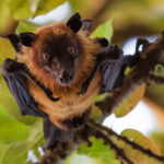 A permanently surprised looking Indian Flying Fox - also known as the Greater Indian Fruit Bat - looks down from a tree in our lodge, by the National Chambal Sanctuary. Indian Flying Foxes are one of the largest bats in the world (image by Virginia Wilde)