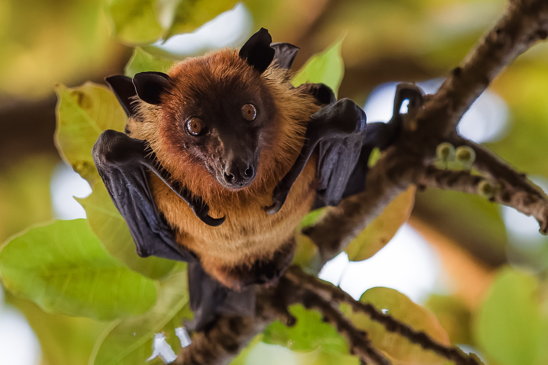 A permanently surprised looking Indian Flying Fox - also known as the Greater Indian Fruit Bat - looks down from a tree in our lodge, by the National Chambal Sanctuary. Indian Flying Foxes are one of the largest bats in the world (image by Virginia Wilde)