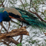 So many peafowl reside in decorative bird parks and gardens across the world now that it's easy to forget that they are native to the Indian subcontinent. These iconic birds are symbols of beauty and immortality in both Greek and Hindu mythology (image by Virginia Wilde)