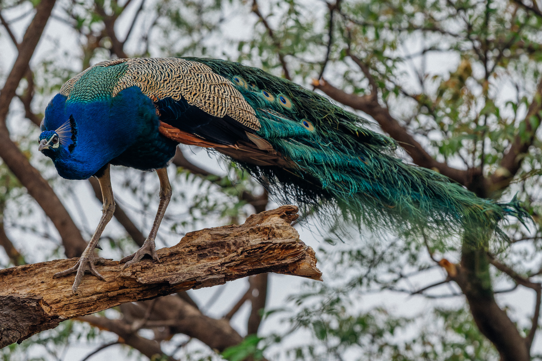 So many peafowl reside in decorative bird parks and gardens across the world now that it's easy to forget that they are native to the Indian subcontinent. These iconic birds are symbols of beauty and immortality in both Greek and Hindu mythology (image by Virginia Wilde)
