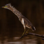An Indian Pond Heron - or 'paddybird' - stands motionless at the side of a lake, showing its long neck feathers that appear during the monsoon breeding season (image by Virginia Wilde)