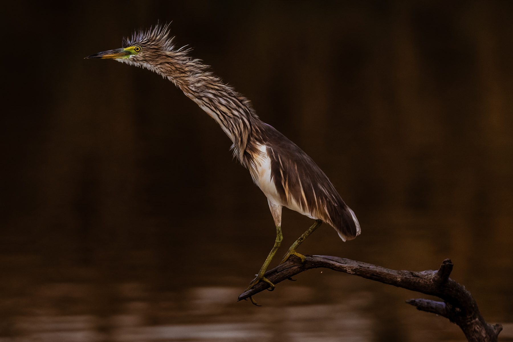 An Indian Pond Heron - or 'paddybird' - stands motionless at the side of a lake, showing its long neck feathers that appear during the monsoon breeding season (image by Virginia Wilde)