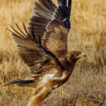 An Indian Spotted Eagle takes flight from the grasslands of Blackbuck National Park in Velavadar, India (image by Virginia Wilde)