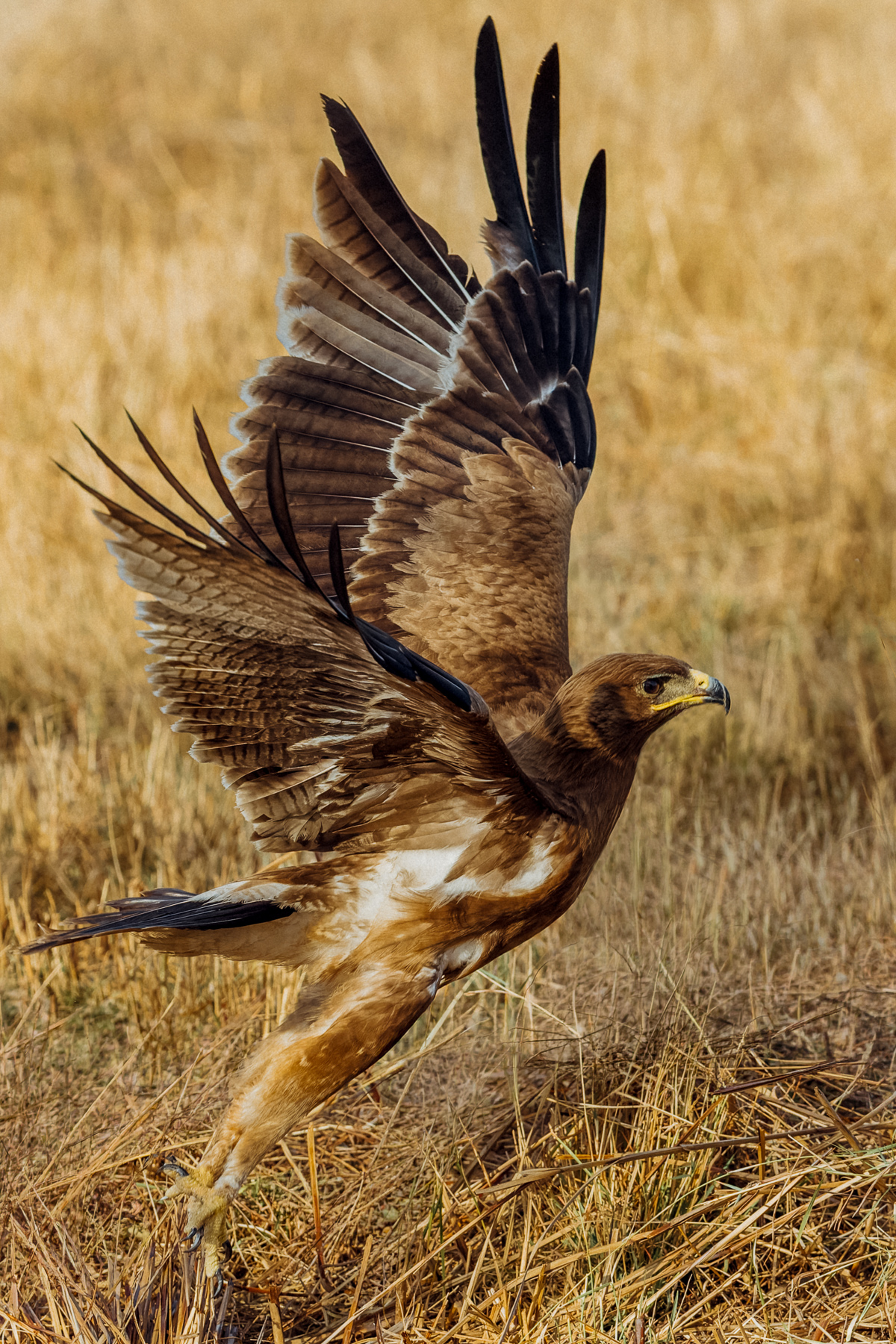 An Indian Spotted Eagle takes flight from the grasslands of Blackbuck National Park in Velavadar, India (image by Virginia Wilde)