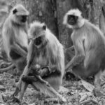 A Northern Plains Grey Langur mother gazes lovingly at her infant, surrounded by other members of her troop. Grey Langurs are considered sacred in Hinduism and thrive in diverse environments, including cities (image by Virginia Wilde)