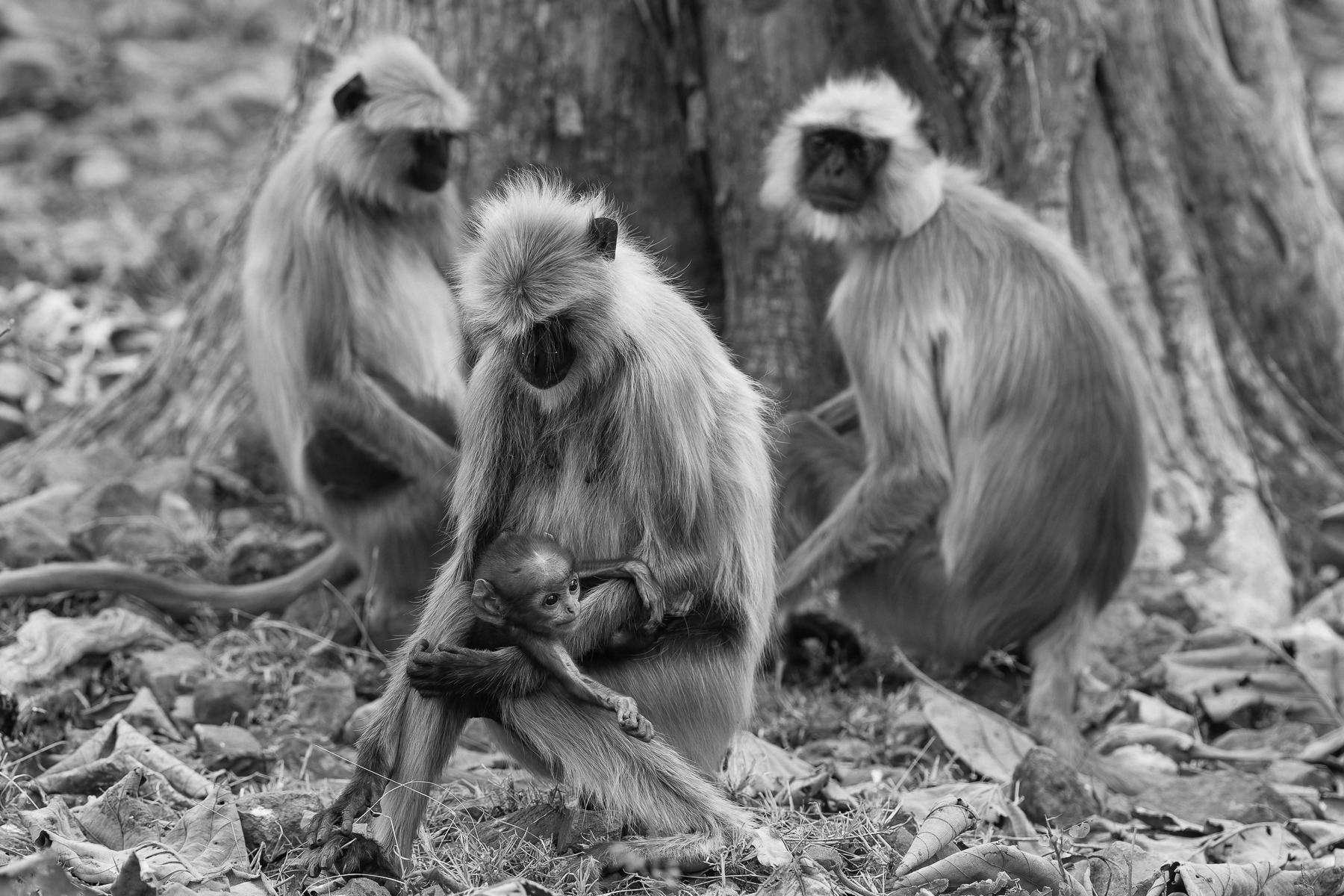 A Northern Plains Grey Langur mother gazes lovingly at her infant, surrounded by other members of her troop. Grey Langurs are considered sacred in Hinduism and thrive in diverse environments, including cities (image by Virginia Wilde)