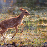 A Spotted Deer fawn bounds through the shallow waters of the marshes in Tadoba National Park, enjoying the relief from the 40 degrees C heat (image by Virginia Wilde)