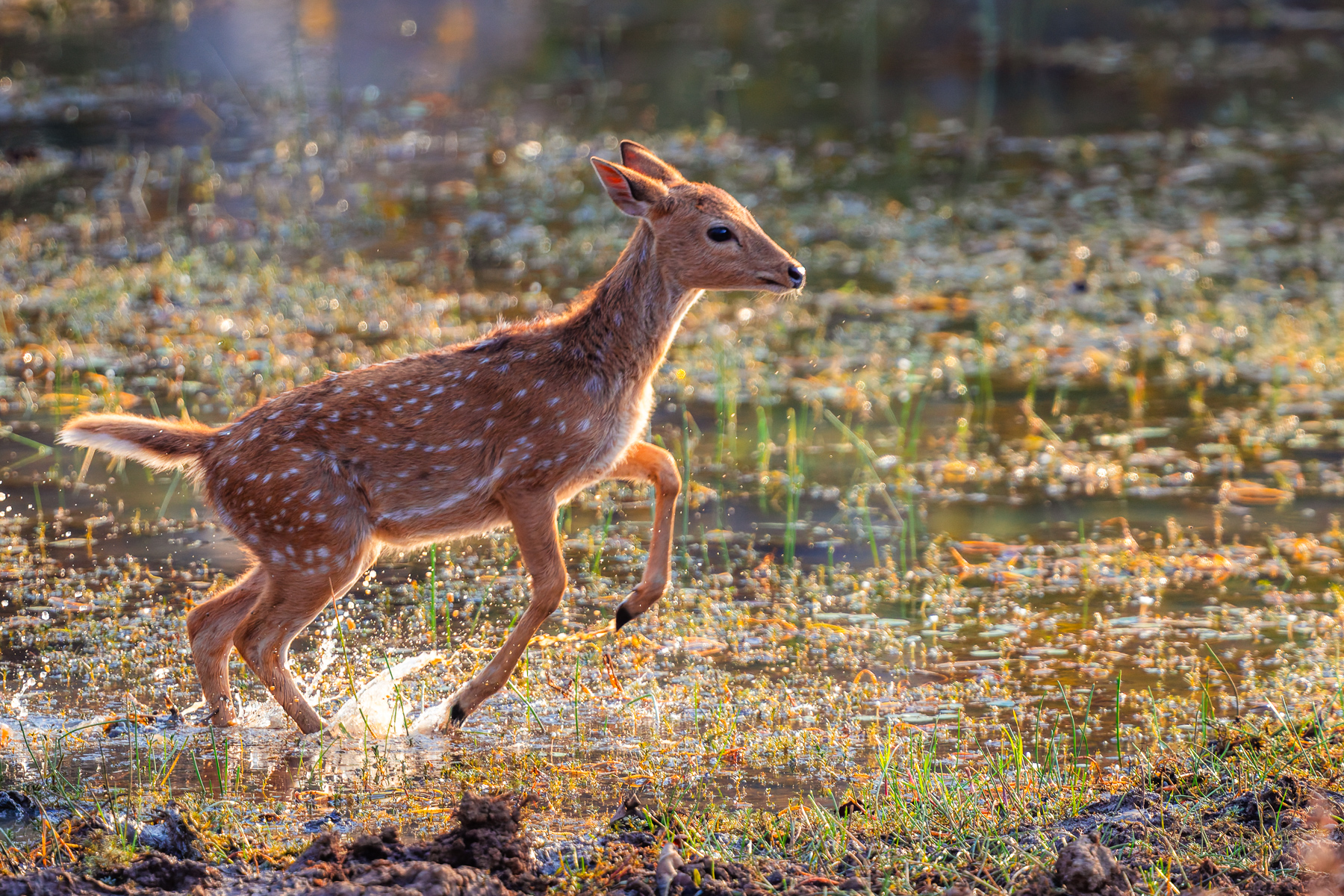 A Spotted Deer fawn bounds through the shallow waters of the marshes in Tadoba National Park, enjoying the relief from the 40 degrees C heat (image by Virginia Wilde)