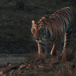 Tiger matriarch 'Collarwali' spots some potential prey down by the river - and heads down to investigate, in India's Tadoba National Park (image by Virginia Wilde)