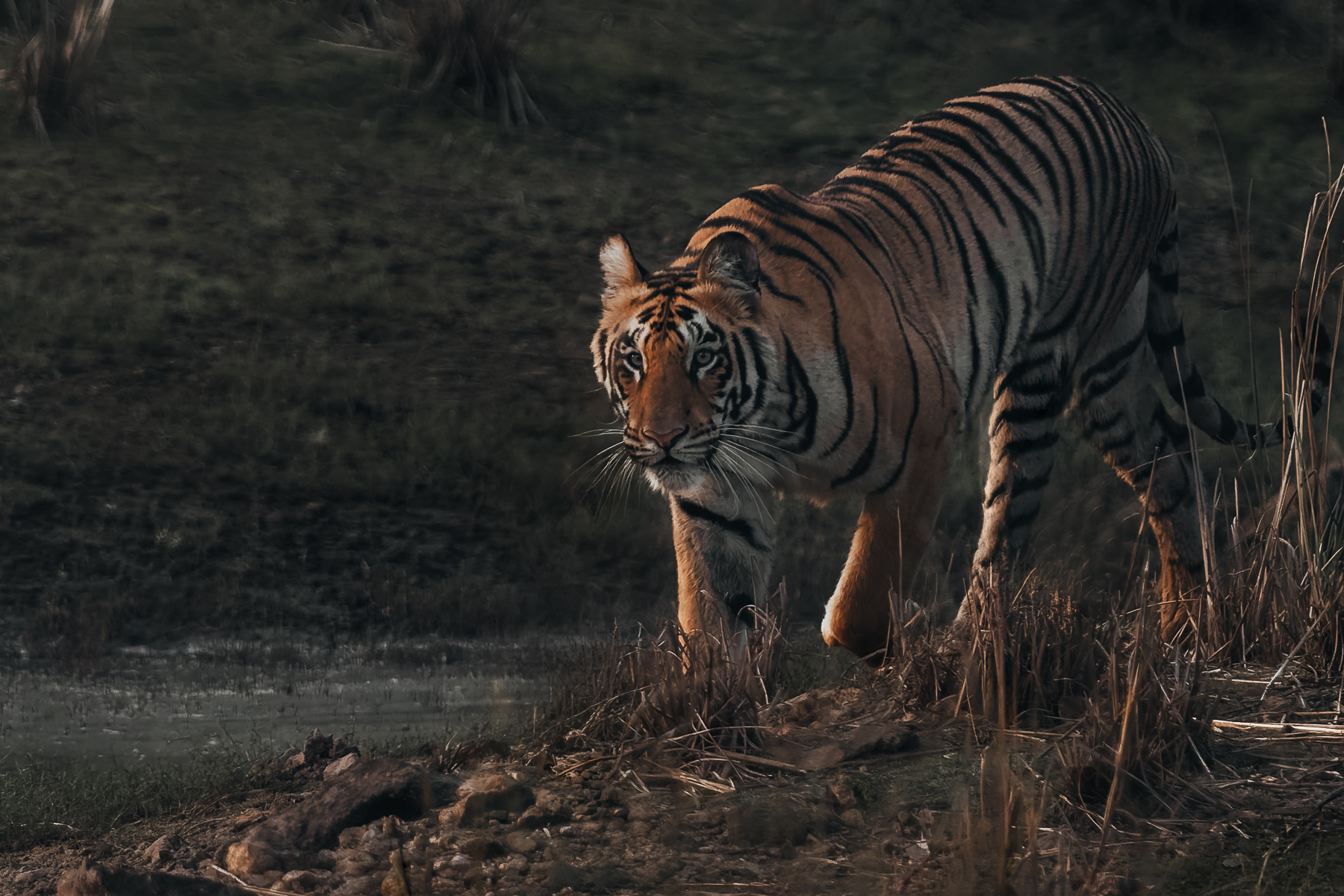 Tiger matriarch 'Collarwali' spots some potential prey down by the river - and heads down to investigate, in India's Tadoba National Park (image by Virginia Wilde)