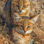 A pair of Jungle Cat kittens nestle in the grasses of India's Blackbuck National Park. Just like tigers, Jungle Cats are skilled swimmers and actually appear to enjoy diving into water after prey (image by Virginia Wilde)