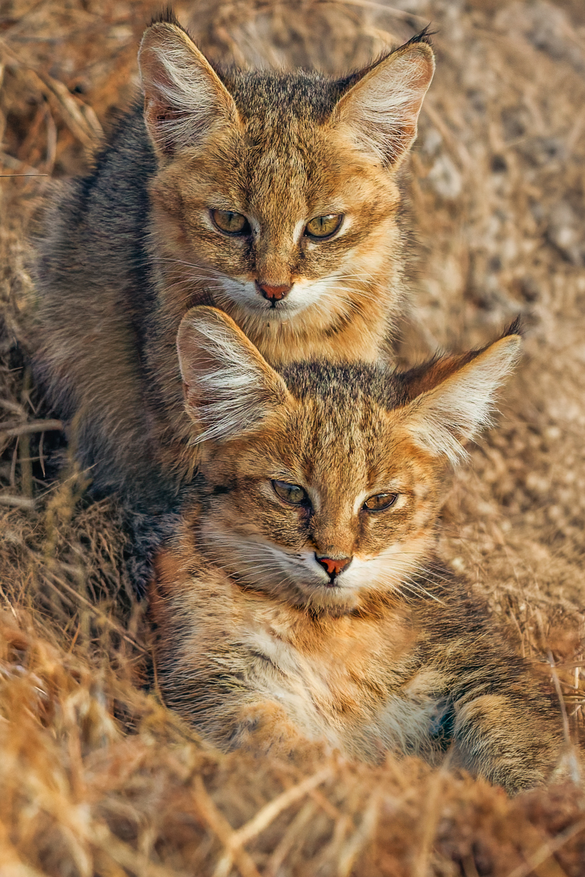 A pair of Jungle Cat kittens nestle in the grasses of India's Blackbuck National Park. Just like tigers, Jungle Cats are skilled swimmers and actually appear to enjoy diving into water after prey (image by Virginia Wilde)