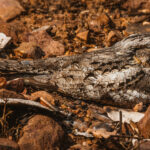 We were lucky to have sightings of five Nightjar species on this year's tour - including the coveted Sykes's Nightjar. But my personal favourite was this Jungle Nightjar. Just look at that beautiful mottled plumage! (image by Virginia Wilde)