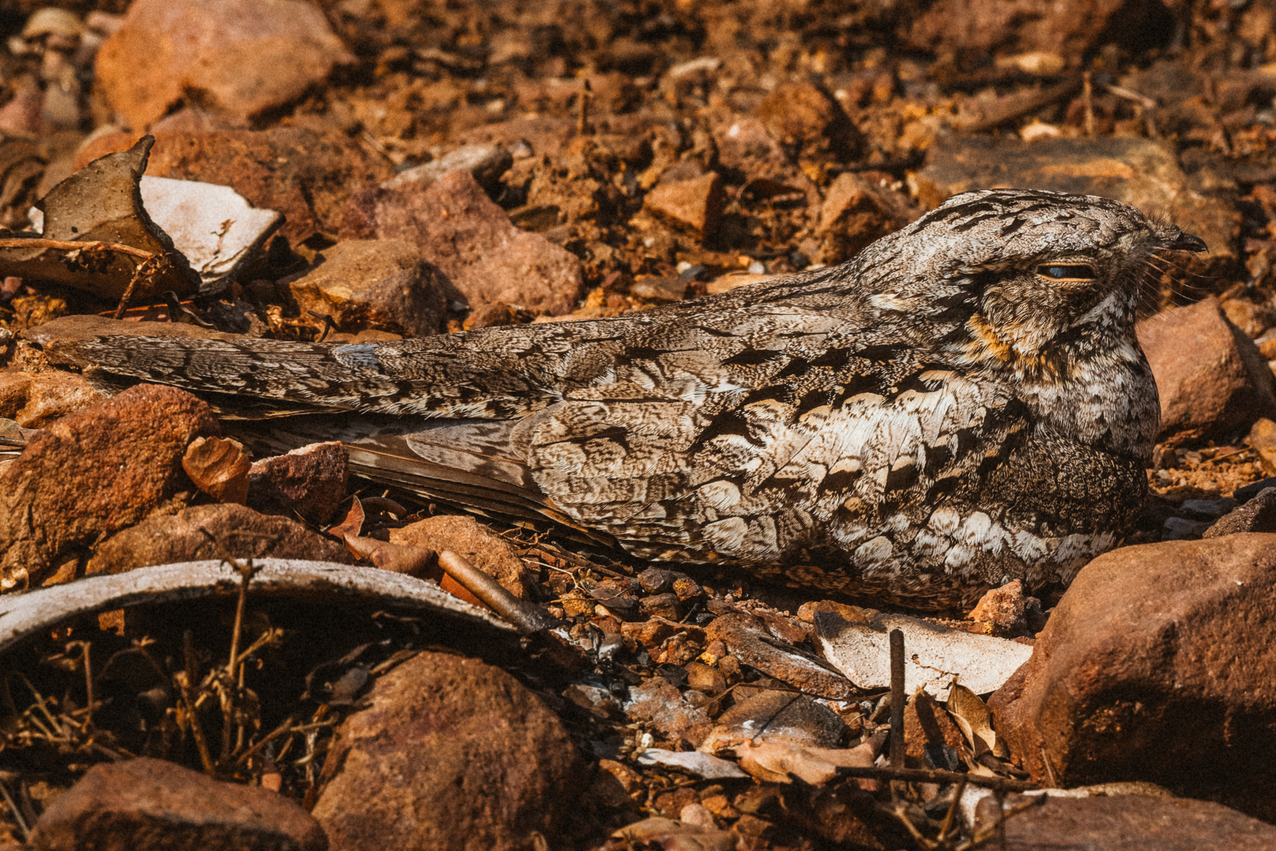 We were lucky to have sightings of five Nightjar species on this year's tour - including the coveted Sykes's Nightjar. But my personal favourite was this Jungle Nightjar. Just look at that beautiful mottled plumage! (image by Virginia Wilde)
