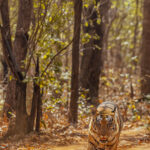 Dominant male tiger 'Mowgli' pads along the forest floor in India's Tadoba National Park. Male Bengal tigers have a roar that can be heard up to 3km away and are the largest wild cats, often weighing more than 480lbs (220 kg) (image by Virginia Wilde)