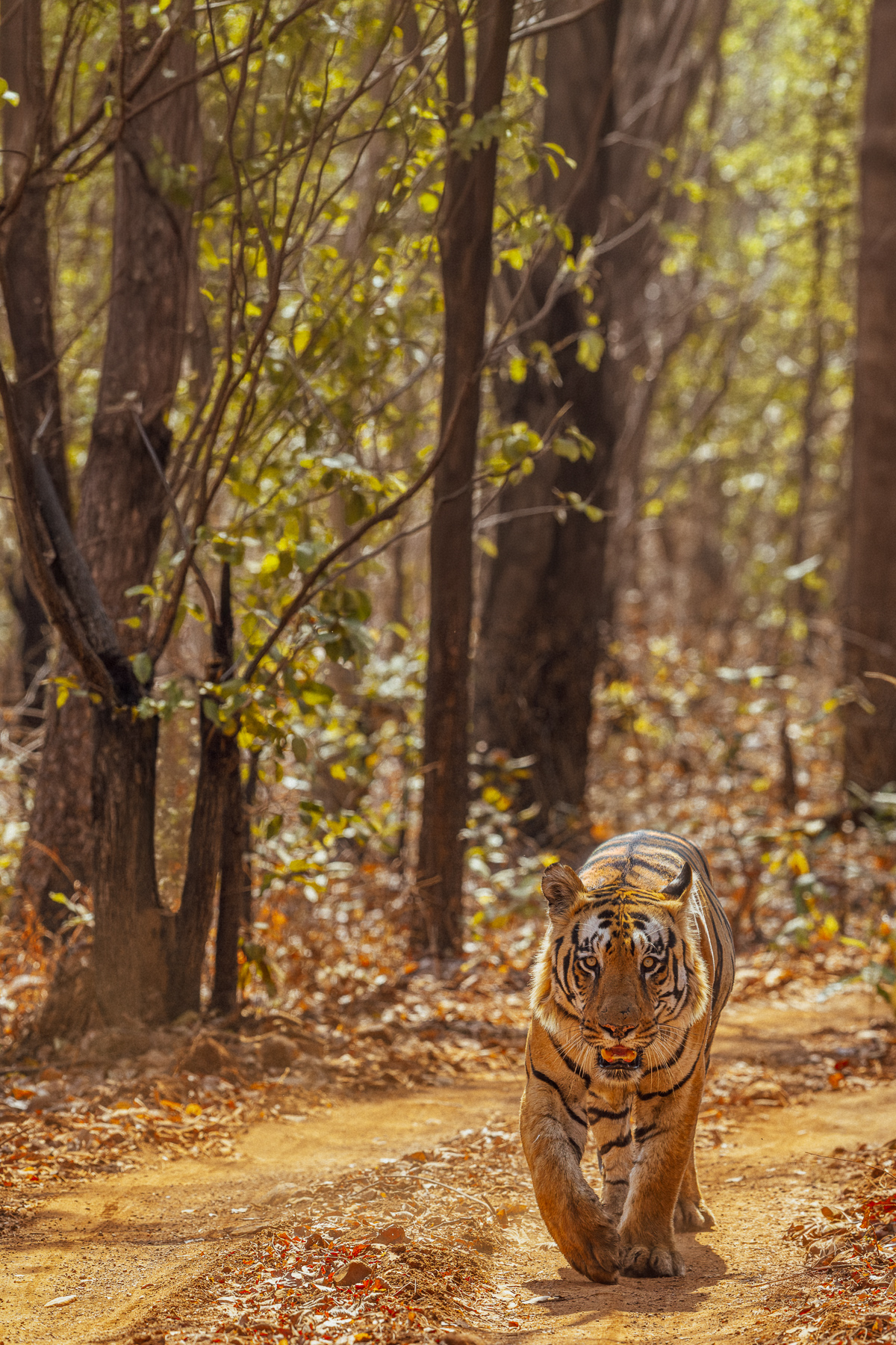 Dominant male tiger 'Mowgli' pads along the forest floor in India's Tadoba National Park. Male Bengal tigers have a roar that can be heard up to 3km away and are the largest wild cats, often weighing more than 480lbs (220 kg) (image by Virginia Wilde)