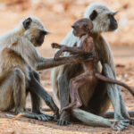 'Good job, son. You've definitely gained a few pounds here.' A Grey Langur inspects her infant, as if checking that all is well with its weight and height (image by Virginia Wilde)