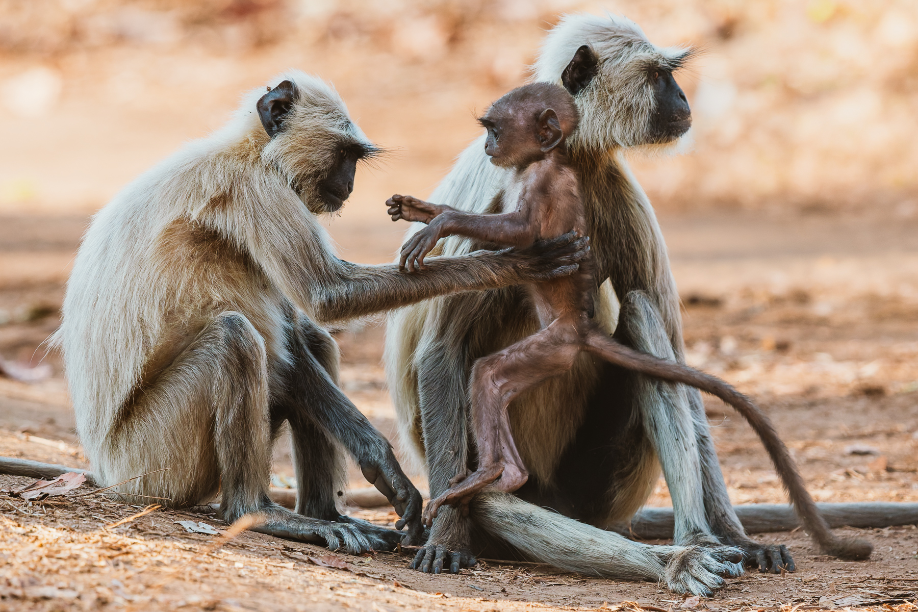 'Good job, son. You've definitely gained a few pounds here.' A Grey Langur inspects her infant, as if checking that all is well with its weight and height (image by Virginia Wilde)