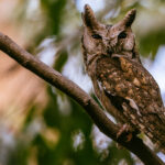 Portrait of an Indian Scops Owl, whose mottled plumage makes it often difficult to spot in the daytime (image by Virginia Wilde)
