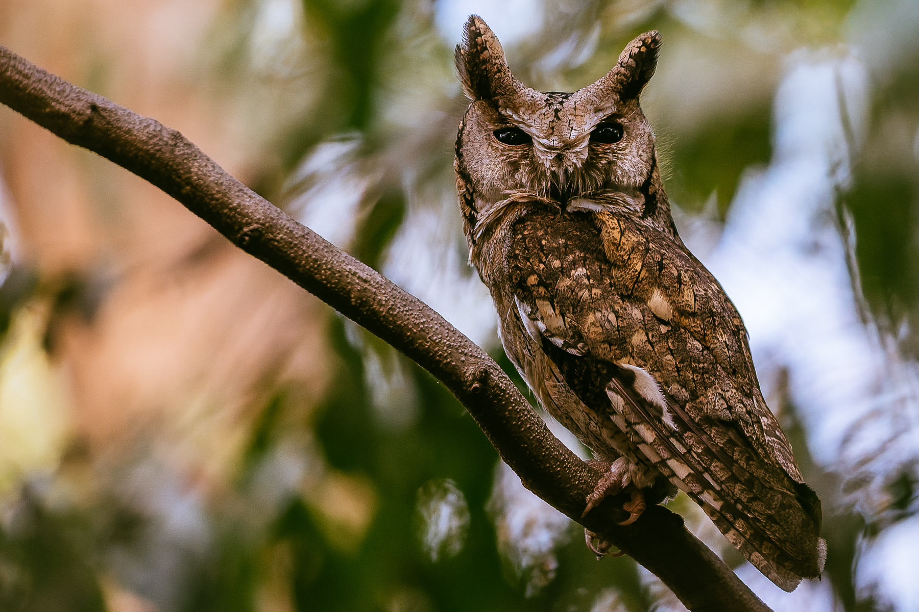 Portrait of an Indian Scops Owl, whose mottled plumage makes it often difficult to spot in the daytime (image by Virginia Wilde)